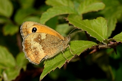 David Plant Photography - Wildlife Photography - Gatekeeper - B
